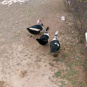 ady indutga ördek  yaş