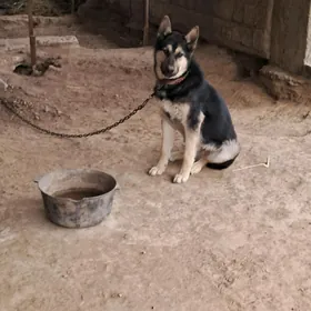 Hasky