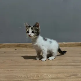 котята