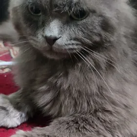 Вислоухый кот