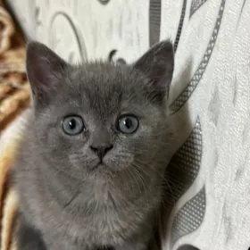 котик шотландский