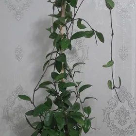 hoya