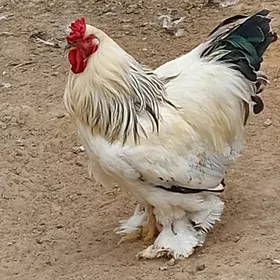 Balgar towuk