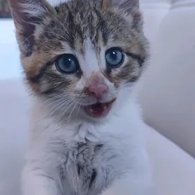котёнок