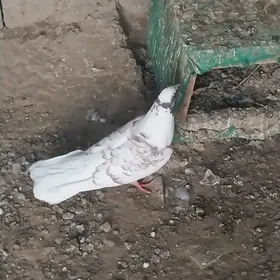 голуби