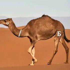 Düye