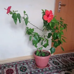 гибискус/китайская роза