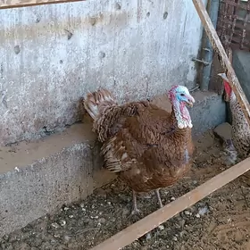 erkek induk