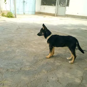awçarka