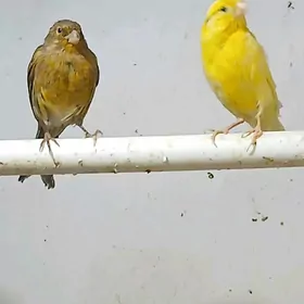 канарейка