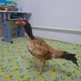 ÖZBEK TOWUKLAR