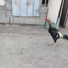 Taşkent