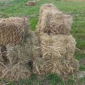 прес хашал от