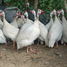 Ak käkilik Sisarka Ýumurtga
