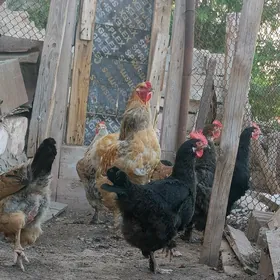 Horoz palawi brama