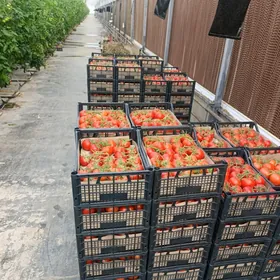 Teplisa Merkez 30 Ga.