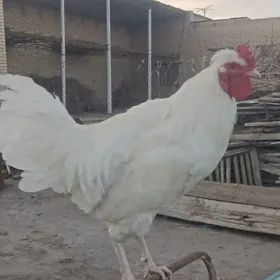 хораз