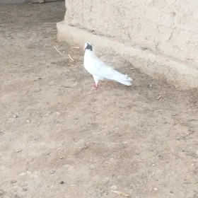 Kepderi
