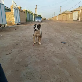 Yaman