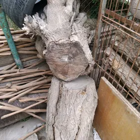 Töňňe