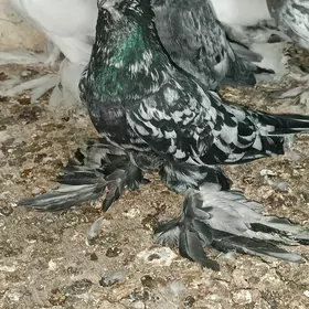 Kepderi