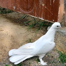 kepderi