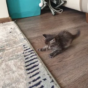 котята