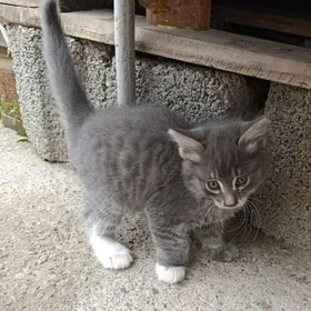 кот в сапогах