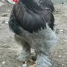 brama blu