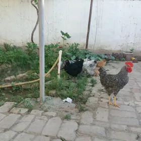 Доминант и Брама