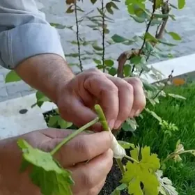 Uzum nahal bagyny sapmak