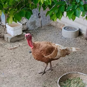 İNDUK gyzyl Owgan