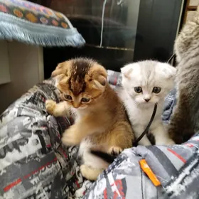котята вислоухие шиншиллы