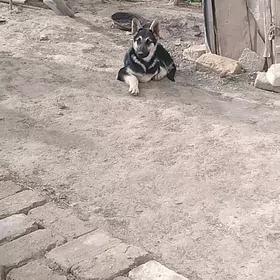 Awçarka