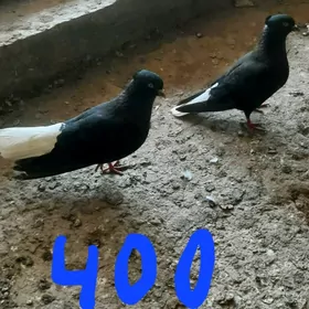 kepderi