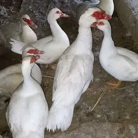 induşka
