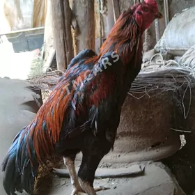 horaz
