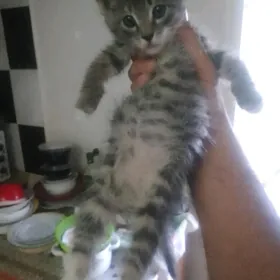 Şotlan pişikler