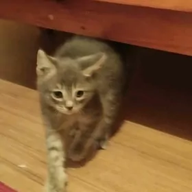 котята