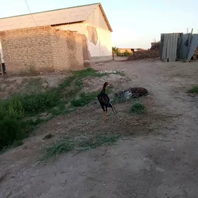 horaz