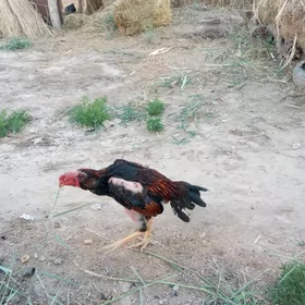 horaz