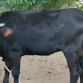 Tüve