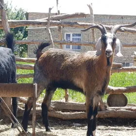Bakylan Erkeş