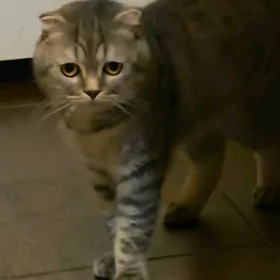 ПРОПАЛ КОТ
