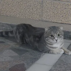 вислоушка, мальчик