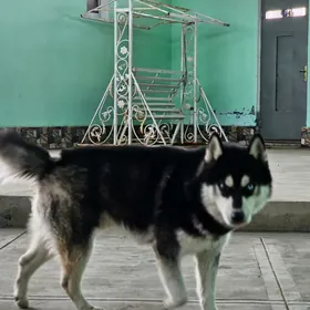 Haski