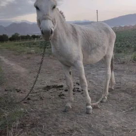 Eşek