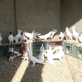 ak kepderi
