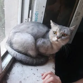 кот пропал