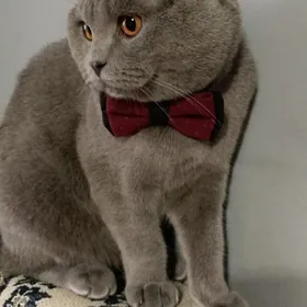 Кот
